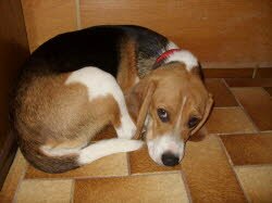 Paulas neues Zuhause ist in Zirndorf bei N&uuml;rnberg. Sie hat dort in Yorky Attila eine neuen Freund gefunden.