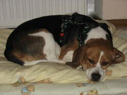 Paula hat ihre Familie in Jockgrim "gefunden".