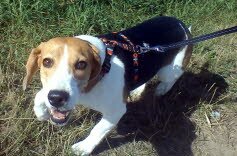 Pheobe, strahlt vor Gl�ck! Sie zog nach Mannheim.