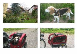 Piet genie&Yuml;t die Fahrten in seiner Kutsche