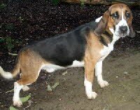 Cesare zog nach M�mbris