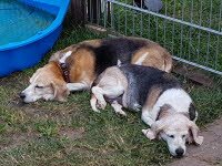 Polly (9Jahe) lebt nun in Z�rich