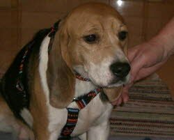 Polly ist jetzt bei der Laborbeagle-H&uuml;ndin Emma zu Hause in Burggriesbach.