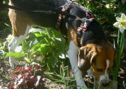 Linus und Pontus haben gemeinsam ein neues Zuhause gefunden.