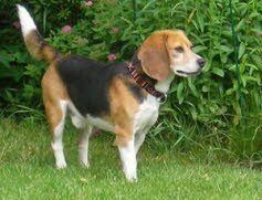 Porthos, fand eine Familie in Jesteburg