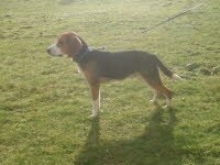 Randy ist zu Merlin nch Weilerswist gezogen