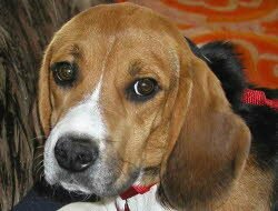 Remus, 1 Jahr, kam ins sch&ouml;ne Oberfranken in die N&auml;he von Kronach, wo er sein Zuhause mit einer Katze teilt. 