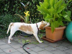 Resi hat ihr neues Zuhause im Allg&auml;u in Buchlohe gefunden.