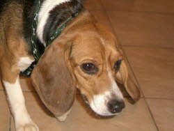 R&uuml;be wohnt in Parsberg in einer Hunde-WG.