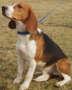 Barney, 1 Jahr, ist freudig in seiner neuen Familie begr�t worden