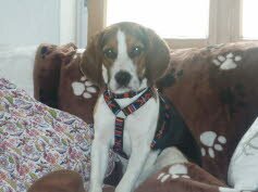 Theo fand sein Zuhause in Zell am Hamersbach