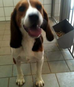 Nobbi hat seine Familie in Betzdorf gefunden