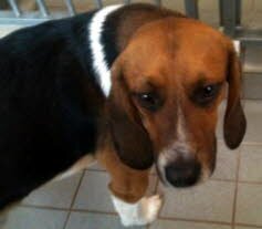 Jasper f�hlt sich in Hamburg wohl