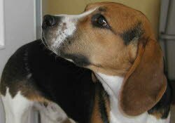 Rusty, 1 Jahr, kam nach N&uuml;rnberg in eine sehr nette junge Familie mit Kind, wo er sich sehr wohl f&uuml;hlt