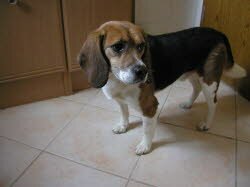 Sammy zog nach Uffenheim. Er wurde vom pensionierten Laborbeagle Venito schon erwartet.