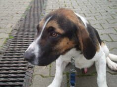 Sammy zog bei einer lieben Familie ein.