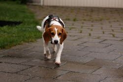 In ihrer Familie in Frankenthal f&uuml;hlt sich Sheila sehr wohl.