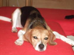 Shelly f&uuml;hlt sich in der Schweiz beaglewohl.