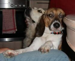 Sina, 2 Jahre, hat jetzt eine Golden-Redriver als Freund.