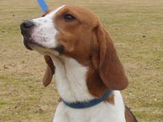 Snoopy wurde in Oberasbach schon ungeduldig erwartet