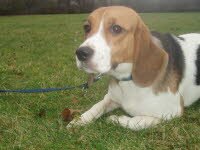 die freundliche Sophi ist vermittelt.