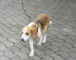 Sr.Henry lebt jetzt in der Holledau in Bayern.