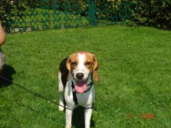 Susi hat ihr neues Zuhause im Hotzenwald.