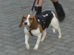 Die 2 jahrige Susi hat in Neumarkt/Opf. ein neues zu Hause gefunden. 