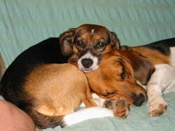 Susi, 4 Jahre 2 Monate und Jerry 4 Jahre, sind jetzt in Schnaittach &ouml;stlich von N&uuml;rnberg zu Hause. Susi und Jerry vertragen sich super mit sieben Perserkatzen.