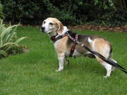 Tari,7 Jahre, hat ein Zuhause in der N&auml;he von Cottbus gefunden. Sie lebt dort bei einem Beagler&uuml;den u. einer Katze.