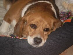 Theia fand in Bad Kreuznach ein sehr sch&ouml;nes Zuhause.