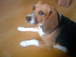 Trixi, 2 1/2 Jahre hat ihr neues Zuhaus in Leipzig gefunden. Sie pflegt engen Kontakt mit ihrem neuen Frauchen.