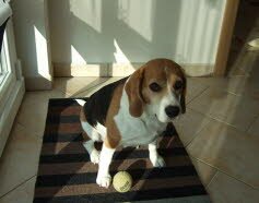 Trixie, 5Jahre, hat ihre Familie gefunden