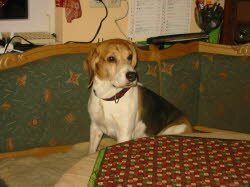 Venito lebt jetzt in Uffenheim