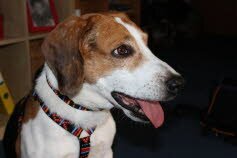 Wasko, hat seine neue Heimat in Freiburg gefunden.