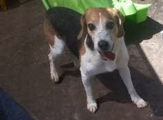 Willi, 10Jahre, f�hlt sich "pudelwoh". Seine Pflegefamilie gibt ihn nicht mehr her!!