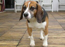 Willi wohnt jetzt in Burg