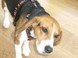 Willi 2 Jahre kam zu einer Familie nach N&uuml;rnberg die schon mehrere Laborbeagle hatte.