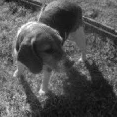 Wendy (8 Jahre) ist in die Schweiz nach Biembach/Emmental gezogen