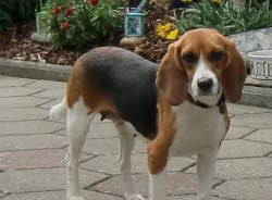 Babett kam nach Neumarkt zu M&uuml;nsterl&auml;nder H&uuml;ndin Florett