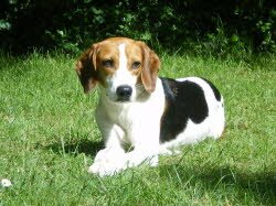 Die H&uuml;ndin Chili wurde von ihrer Pflegefamile in F&uuml;rth adoptiert. Sie lebt dort mit ihrem neuen Hundefreund.