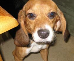 Cleo, 2 Jahre, residiert in Plauen