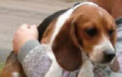 Sissi, 2 Jahre, teilt sich den gro&Yuml;en Garten mit einer Katze