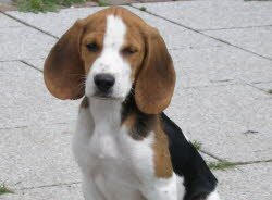 F&uuml;r Felix, 17 Wochen, war Freitag der 13. ein Gl&uuml;ckstag, Er konnte das Labor verlassen. Zwei Tage sp&auml;ter zog er in seine neue Familie ein, die ihn (trotz seiner Sehbehinderung) schon ins Herz geschlossen hat.