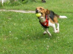 Flecky hat sein neues Zuhause im Sturm erobert