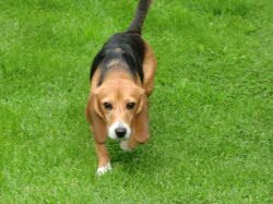 Galotta fand ihr Heim in Hohenkammer.