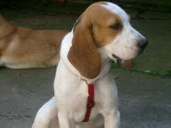 Ingo (1 Jahr) lebt nun zusammen mit einem Bobtail u. einem