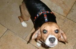 Jessi wohnt zusammen mit zwei Yorkies in Schnaittenbach.