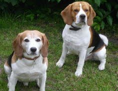 Joschi zog nach Osterr�nfeld zu Fly