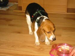 Lilli findet ein neues Zuhause in Wolfegg.